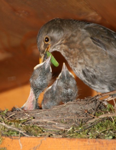 Vogelfutter